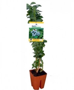 frutti di bosco 5 litri vaso 20